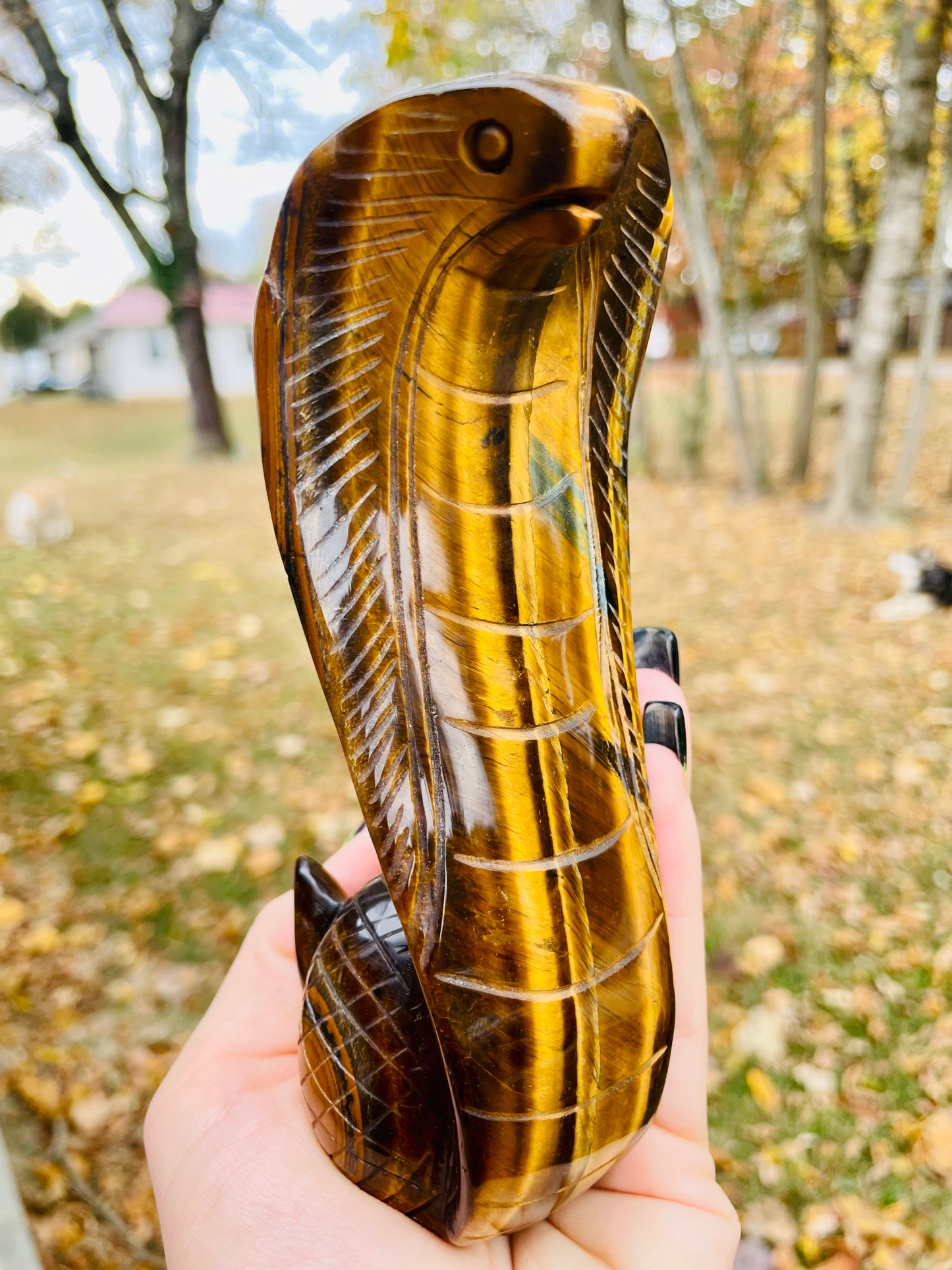 Tigers Eye Cobra - Large