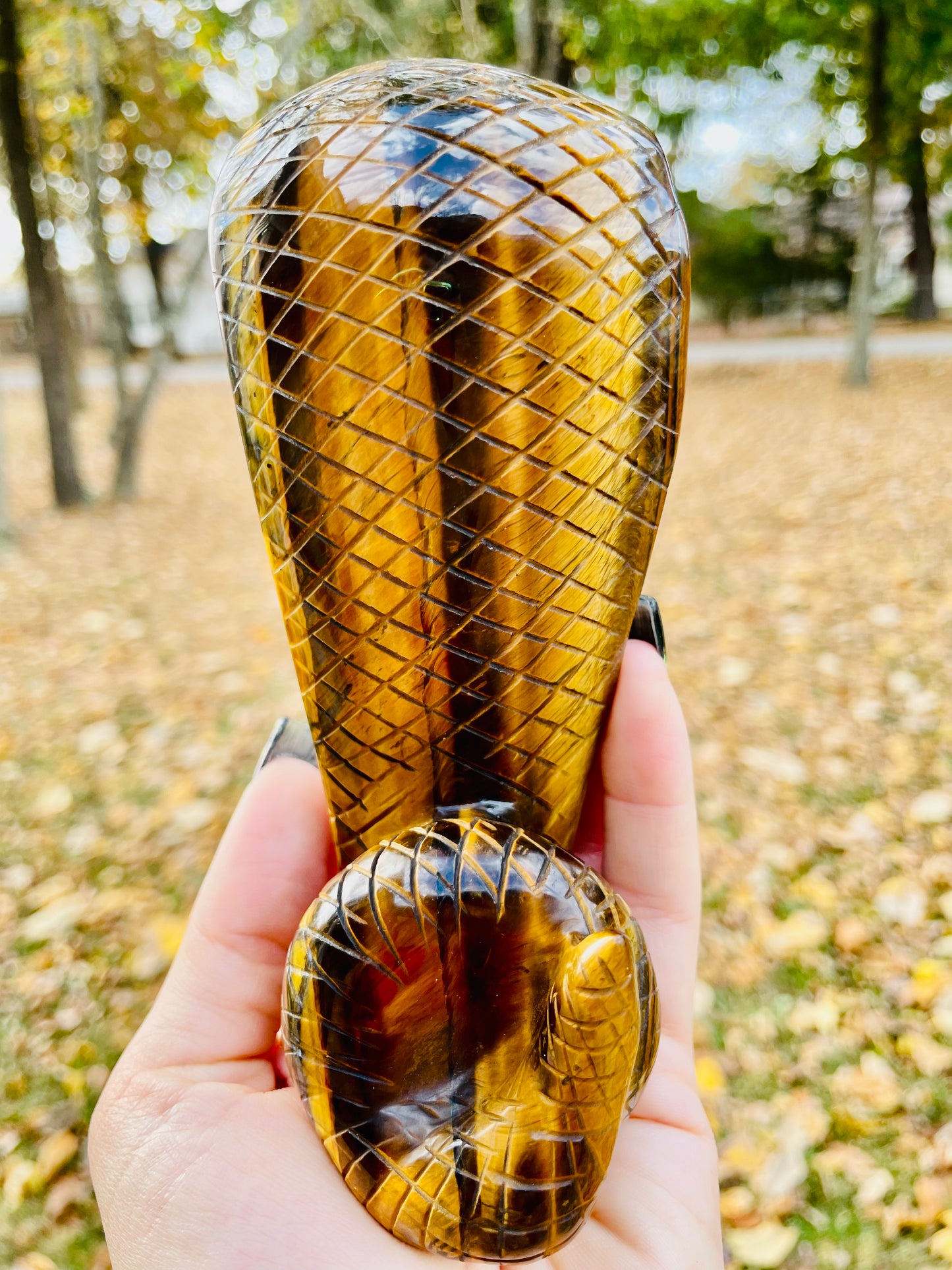 Tigers Eye Cobra - Large
