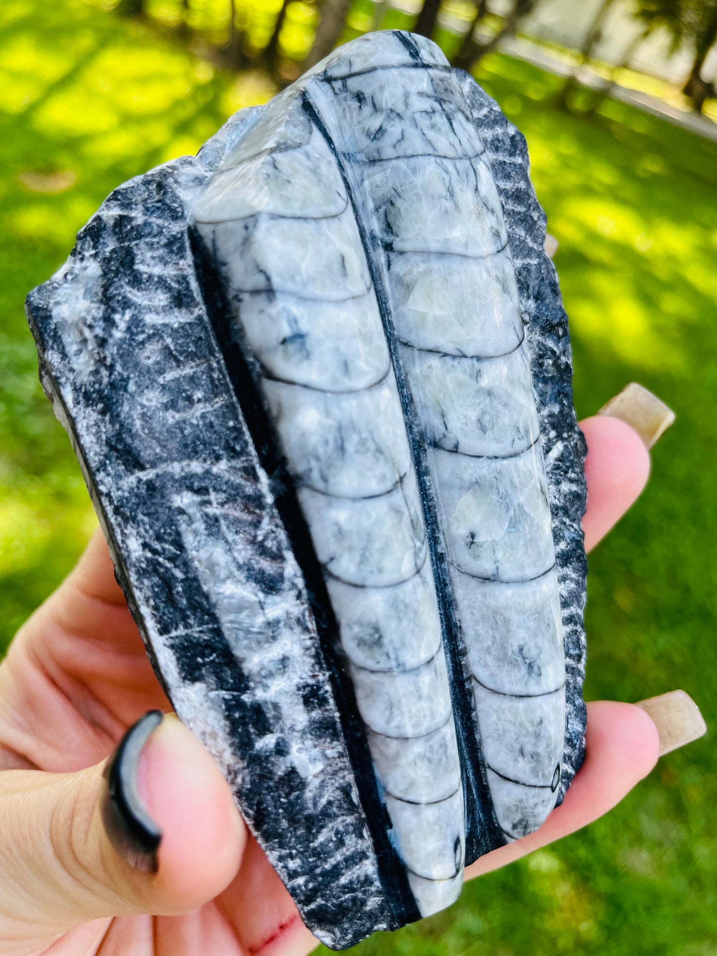 Orthoceras Fossil