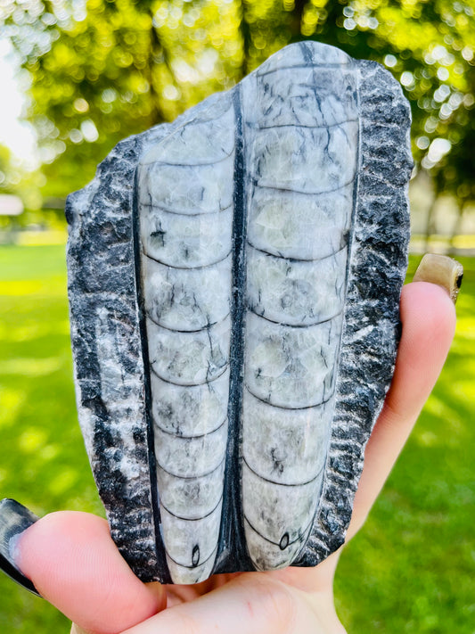 Orthoceras Fossil