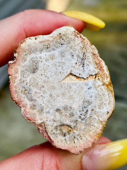 Petrified Wood Branch